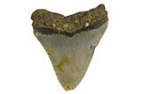 Bargain, Megalodon Tooth - North Carolina #152991-1